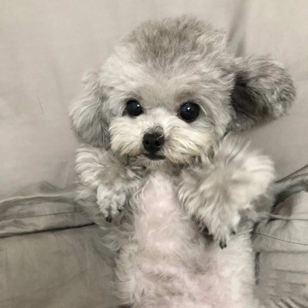 纯种泰迪犬幼犬活体灰色红棕色泰迪茶杯犬比熊幼犬小狗宠物狗活物