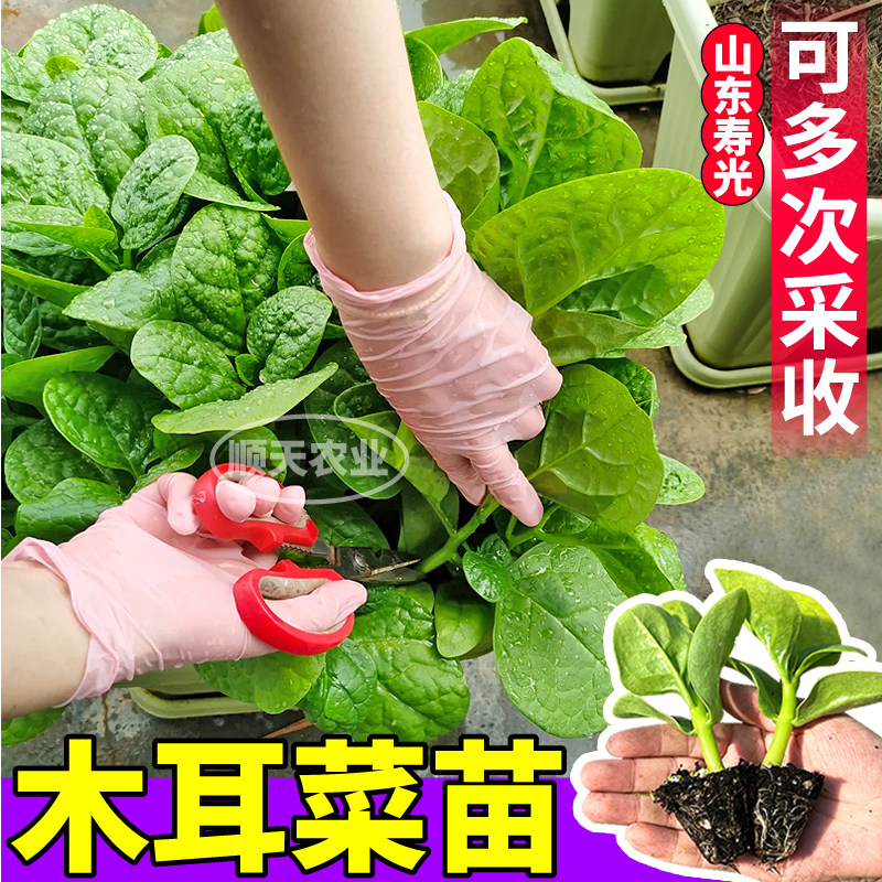 寿光大叶木耳菜苗秧大叶肉厚四季种植多茬采收豆腐菜种子阳台盆栽