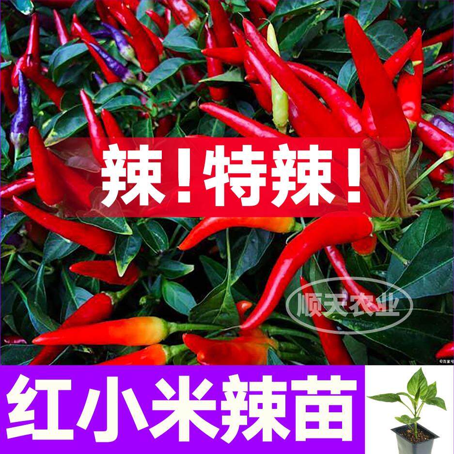 特辣红小米辣椒苗秧高产白小米辣朝天椒春秋四季盆栽带土球蔬菜苗