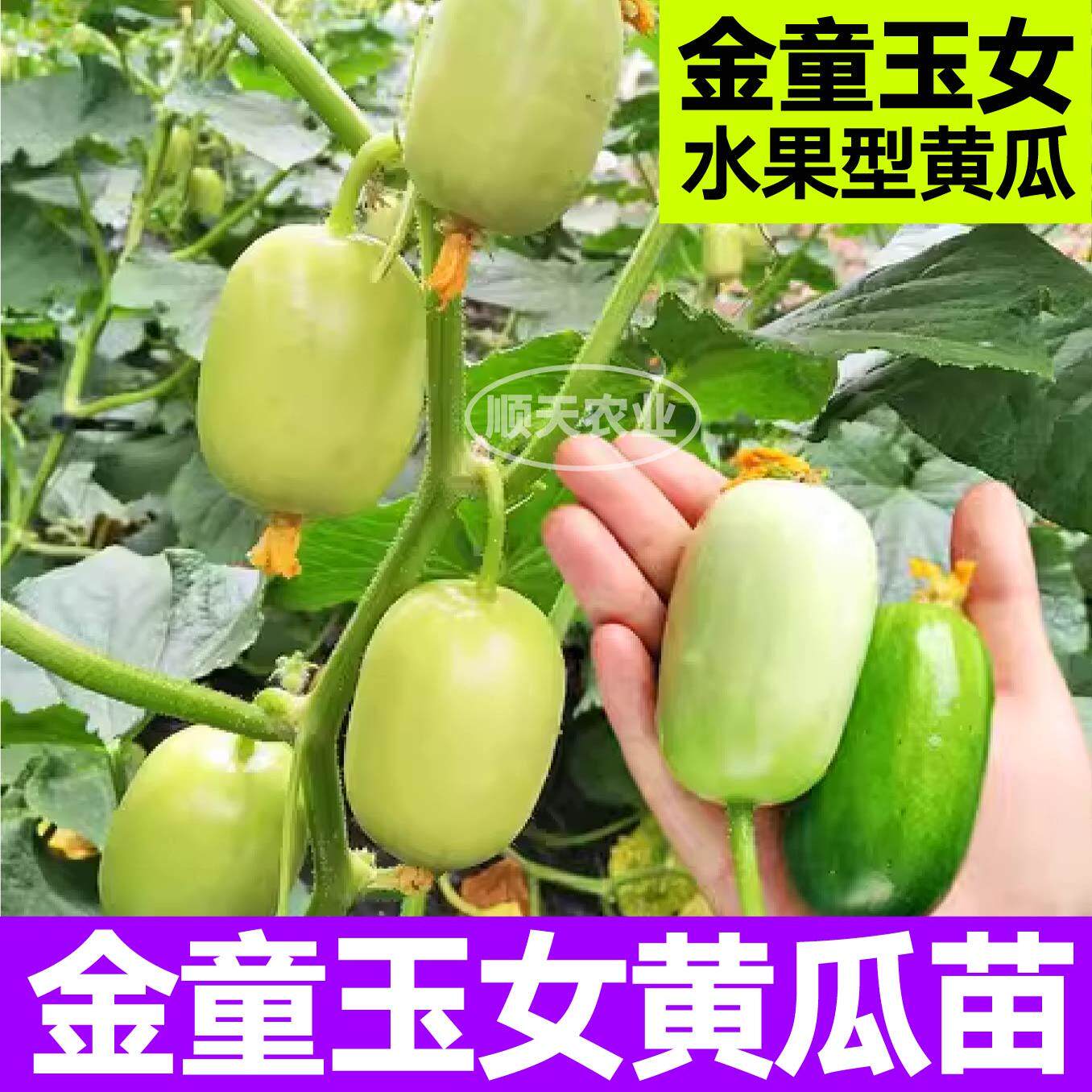 金童玉女黄瓜苗秧水果小黄瓜种子籽春秋盆栽庭院蔬菜苗带土球四季
