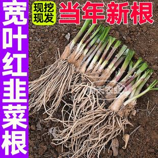 山东粗根韭菜根寿光独根红韭菜种子籽小香韭菜苗四季盆栽阳台春秋