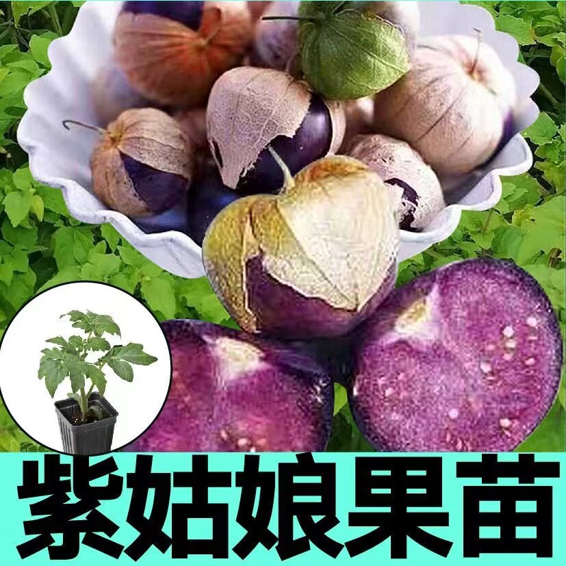 东北紫姑娘果秧苗带土球四季春秋大鼻子果黄毛酸浆大菇娘果种籽子