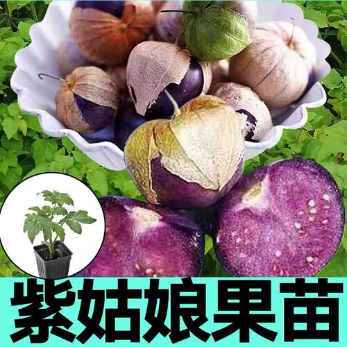 东北紫姑娘果秧苗带土球四季春秋大鼻子果黄毛酸浆大菇娘果种籽子