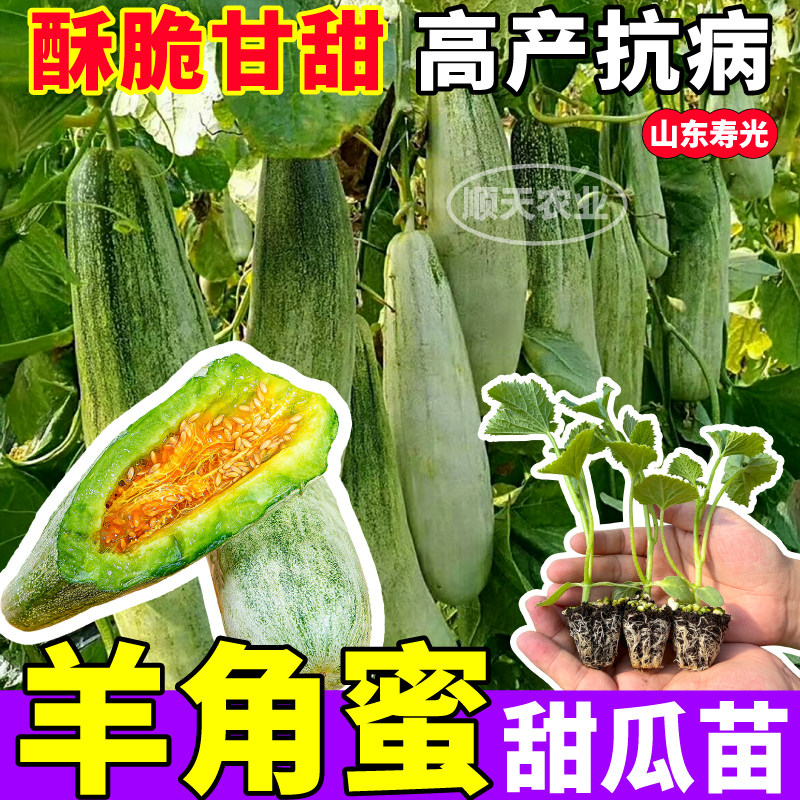 酥脆羊角蜜甜瓜苗秧四季高产绿宝石冰糖子博洋甜瓜种子阳台盆栽