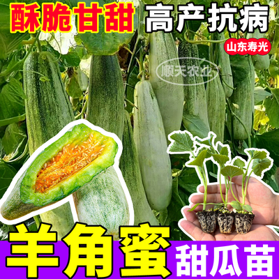 酥脆羊角蜜甜瓜苗秧四季高产绿宝石冰糖子博洋甜瓜种子阳台盆栽