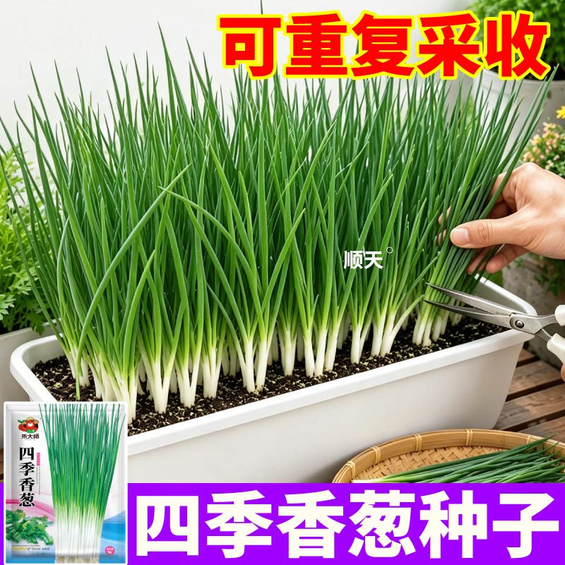 葱香浓郁四季小香葱种子高产速