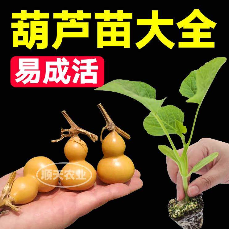 文玩葫芦大全秧苗带土球大酒手捻小亚腰葫芦种子四季盆栽春秋观赏