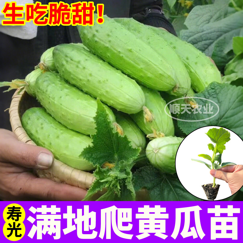 寿光满地爬黄瓜苗秧四季阳台小院盆栽生吃脆甜水果玉女黄瓜种子