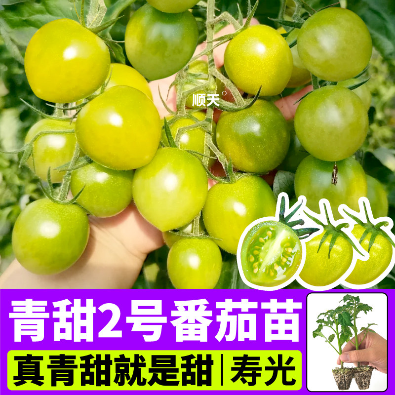 寿光爆甜青甜2号番茄苗秧甜开胃酒红千禧大粉番茄苗阳台盆栽可种
