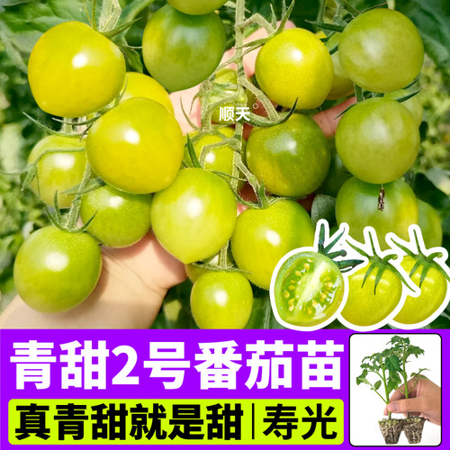 寿光爆甜青甜2号番茄苗秧甜开胃酒红千禧大粉番茄苗阳台盆栽可种