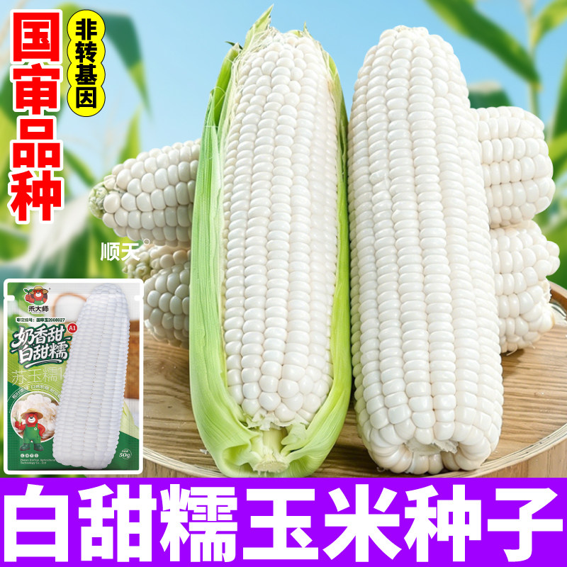 白甜糯玉米种子软糯矮杆大棒型四季播种田地量产黄黑多彩苞米种籽