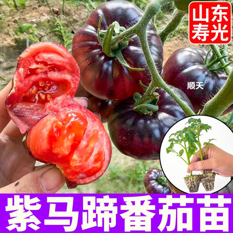 寿光正宗紫马蹄番茄苗秧苗紫罗兰种子紫元帅沙瓤口感大粉千禧盆栽
