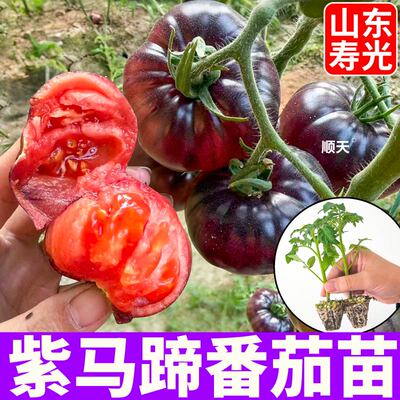 寿光正宗紫马蹄番茄苗秧苗紫罗兰种子紫元帅沙瓤口感大粉千禧盆栽
