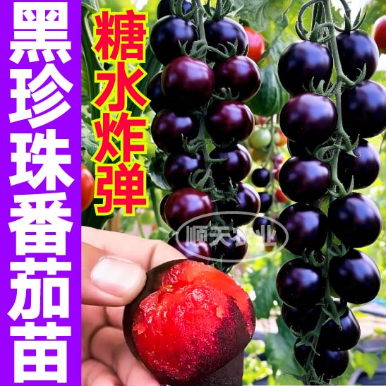 糖水炸弹黑珍珠番茄秧苗带土瀑布西红柿圣女果种子籽春秋院子种植