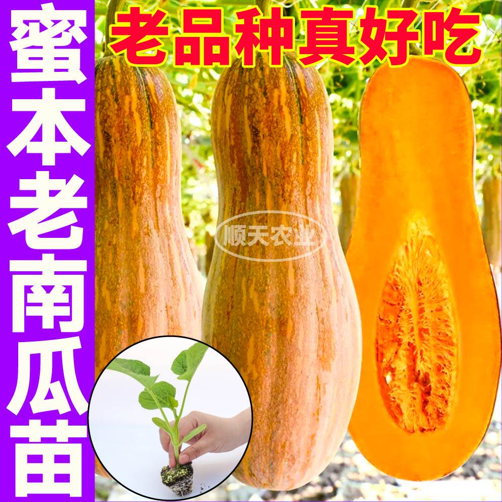 高产蜜本老南瓜秧苗贝贝板栗南瓜种子籽带土球春秋庭院地栽蔬菜苗