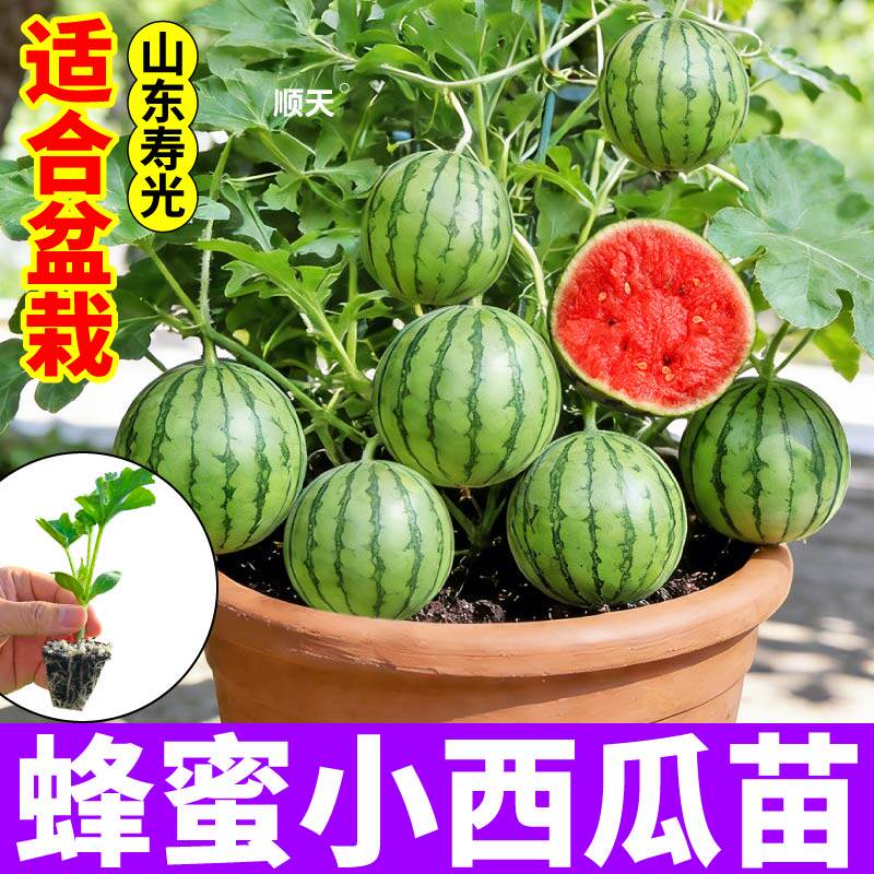 对版盆栽蜂蜜小西瓜苗秧苗脆甜多汁红瓤黄瓤黄皮盆栽西瓜苗秧种子