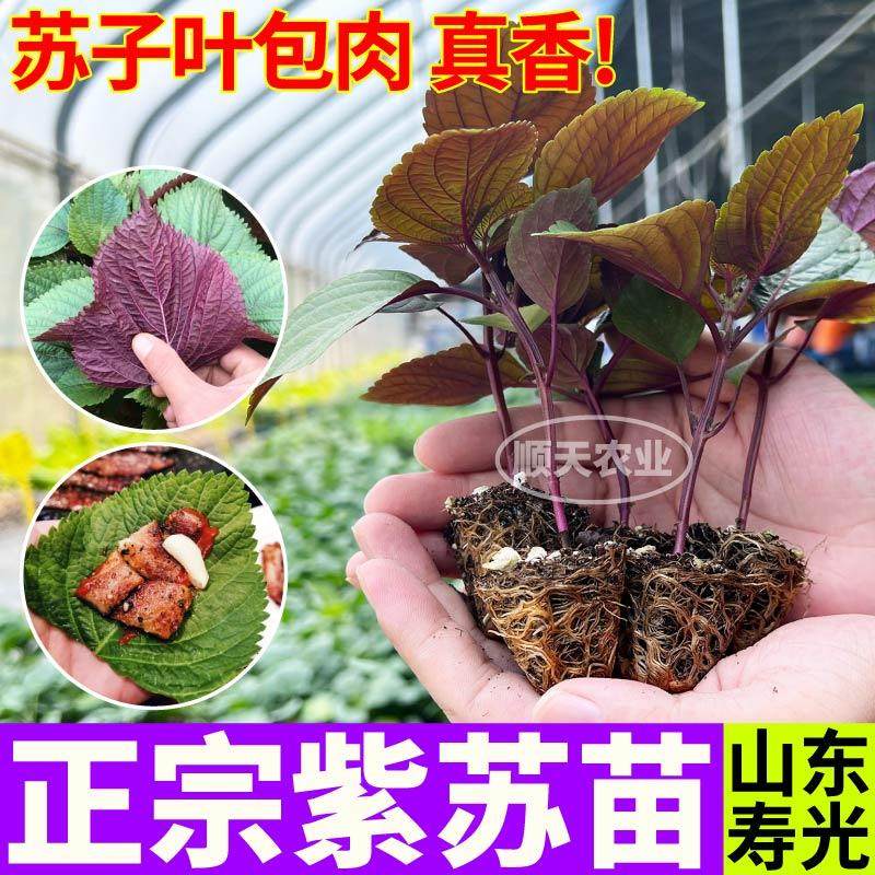 山东寿光正宗双色紫苏苗秧紫苏种子苏子包肉速生易种植带土球四季