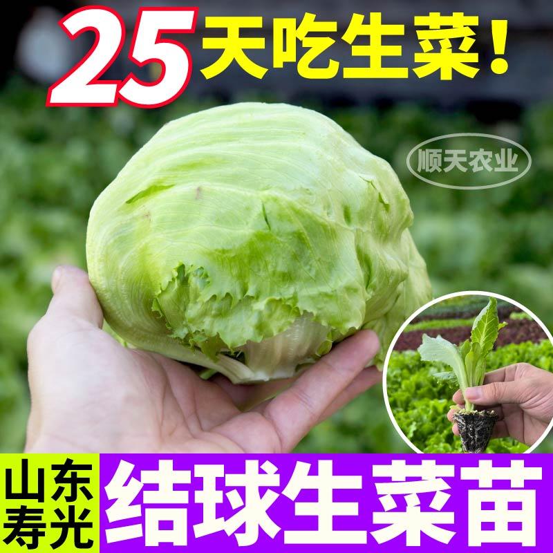 抗病高产汉堡生菜结球生菜苗秧大速奶油直立红皱生菜种子四季盆栽