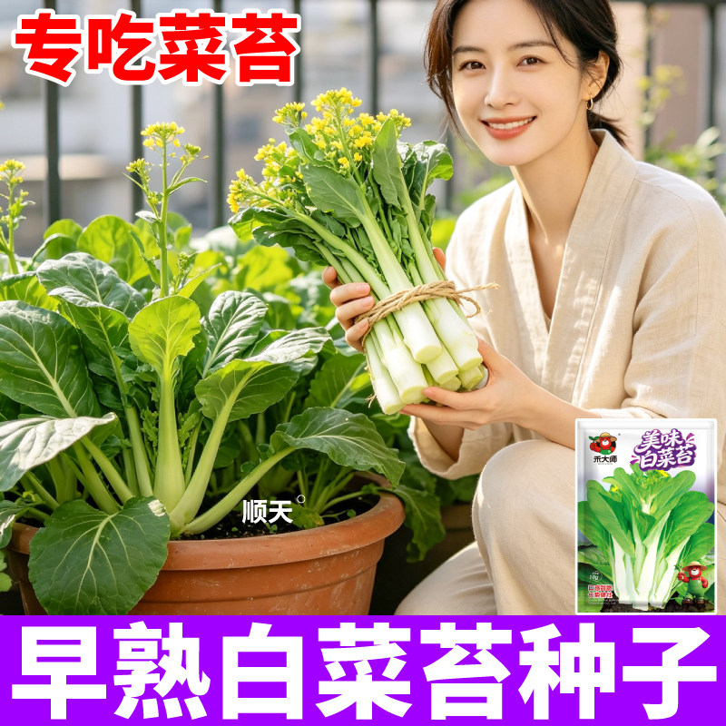 早熟白菜苔种子多茬采收四季速生