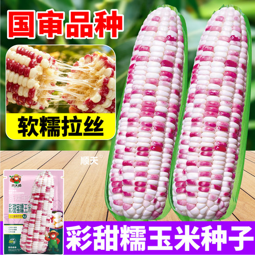 杂交籽彩甜糯玉米种子早熟多彩花糯玉米种子田地高产春秋可播