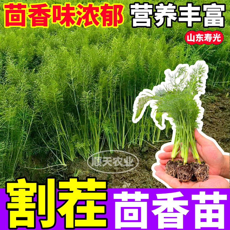 味更浓割茬茴香苗秧四季重复采收球茎茴香种子阳台盆栽带土球蔬菜