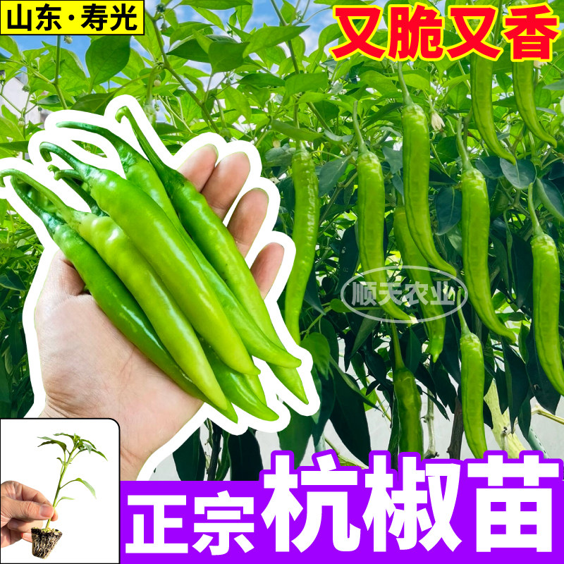 寿光正宗杭椒苗秧四季高产又脆又辣辣妹子七彩辣椒种子阳台盆栽