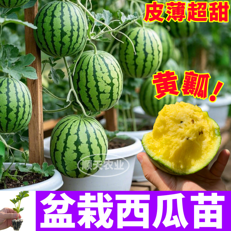 寿光黄瓤盆栽西瓜苗秧超甜高产红瓤黄皮盆栽西瓜种子阳台小院带土