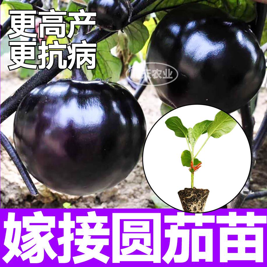 嫁接茄子苗秧带土球长圆白绿紫黑茄子种子籽阳台盆栽春秋四季寿光