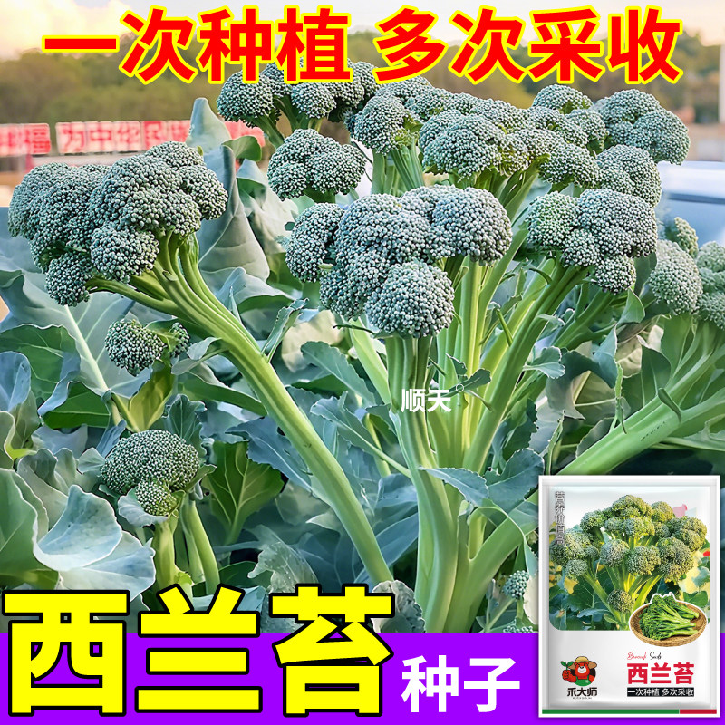 西兰苔种子易种植杂交蔬菜苔种籽掐了又长西洋芥兰阳台盆栽种子