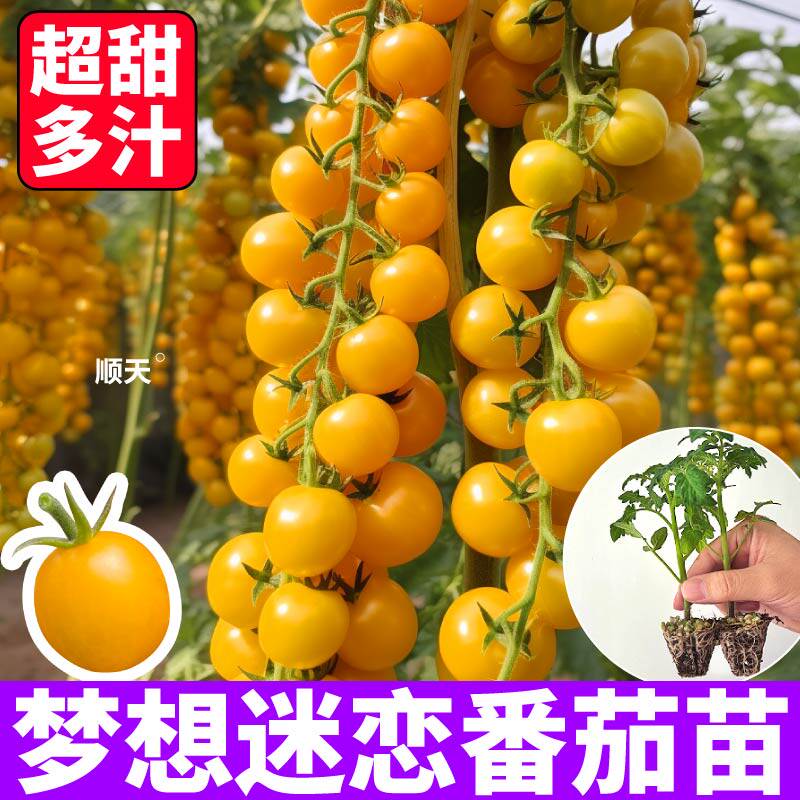 超甜多汁梦想迷恋番茄苗秧苗四季高产红千禧大粉甜开胃酒苗秧种子