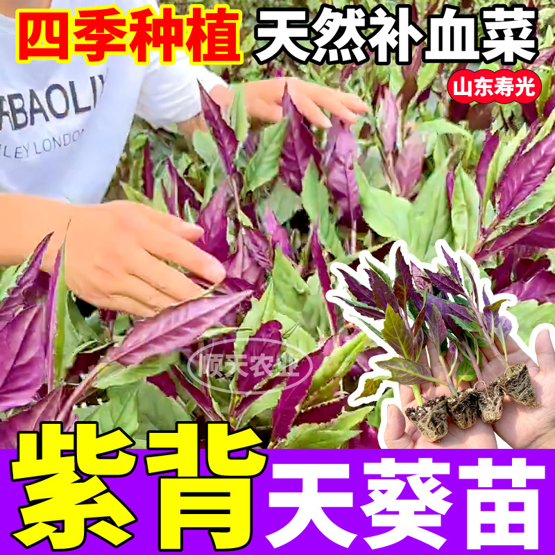 山东寿光紫背天葵苗秧四季紫背菜天然补血菜原土原盆阳台小院盆栽