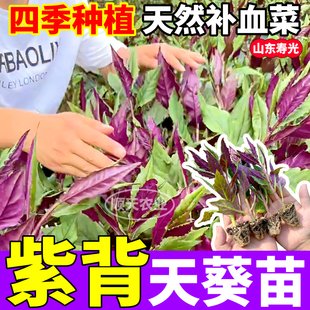 山东寿光紫背天葵苗秧四季紫背菜天然补血菜原土原盆阳台小院盆栽