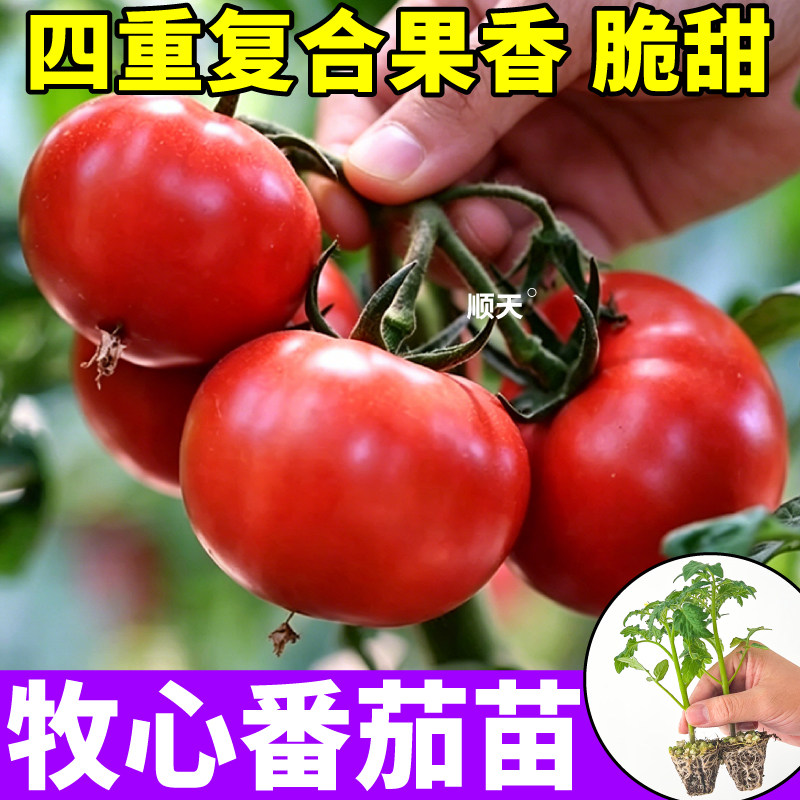 山东寿光牧心番茄苗秧四季高产盆栽阳台种植红千禧圣女果苗种子