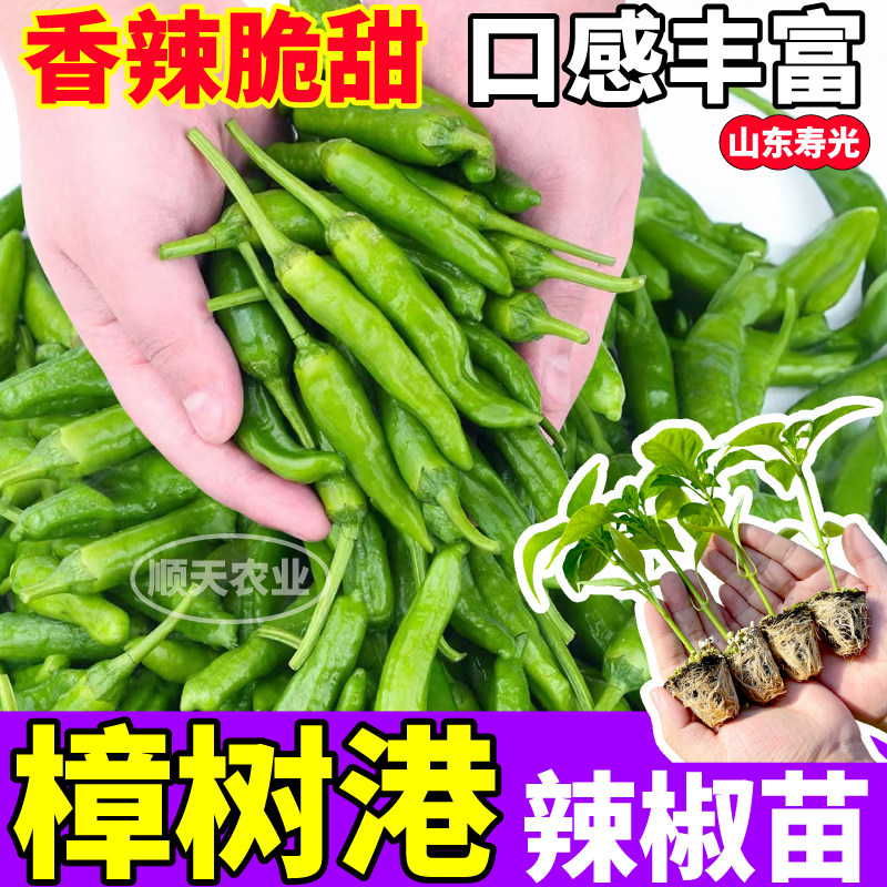 樟树港辣椒苗秧四季香辣脆甜辣妹子七彩红小米辣椒种子阳台盆栽
