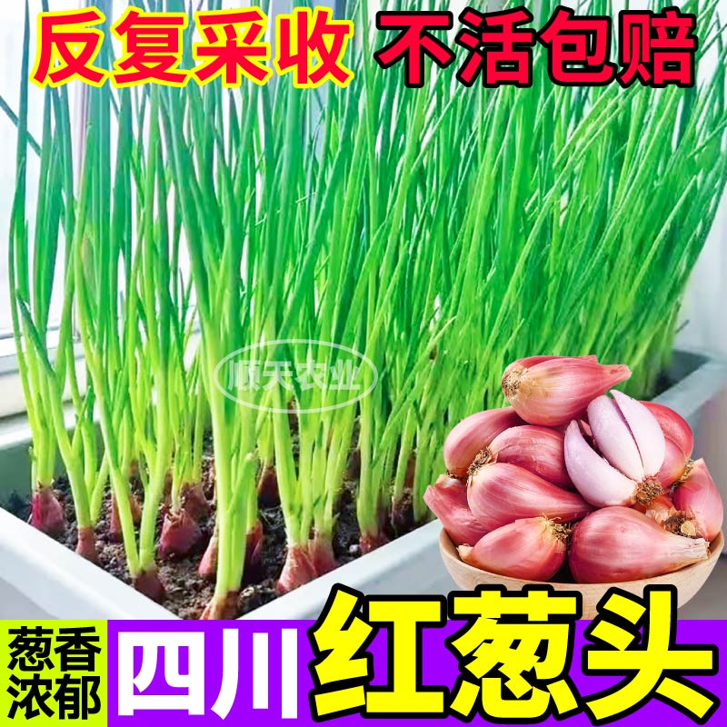 高产四川红葱头种农家香葱新鲜火葱头多次采收四季盆栽阳台小院种