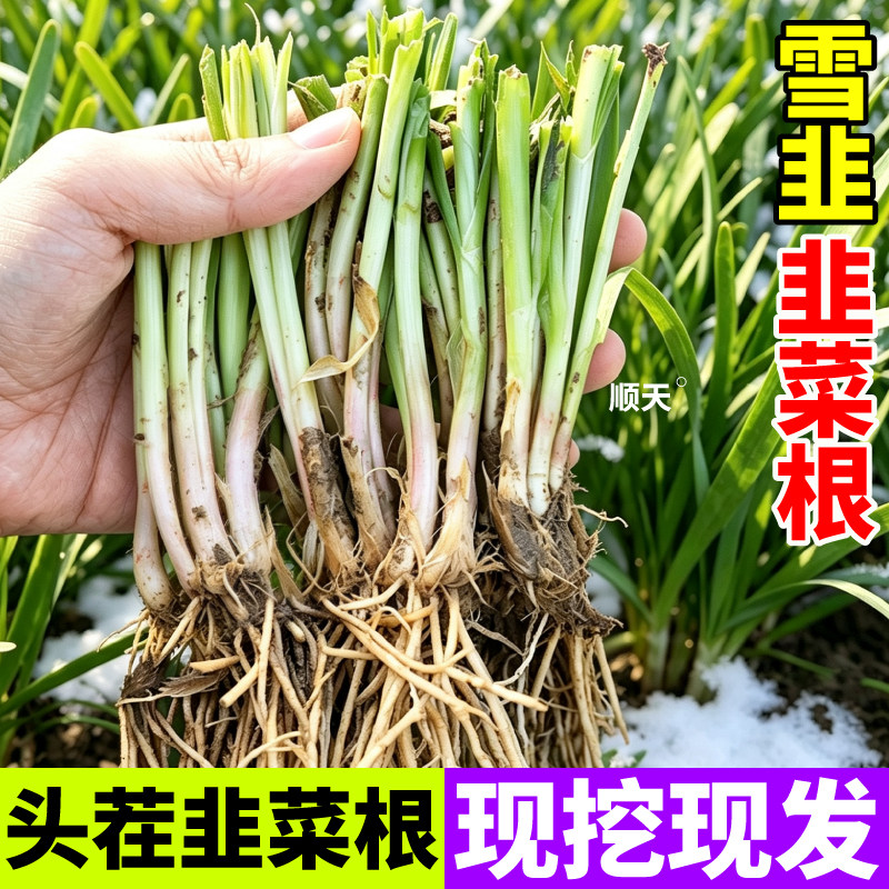 雪韭菜根宽叶韭菜根苗头茬现挖现发韭菜根四季阳台盆栽秋冬种的菜