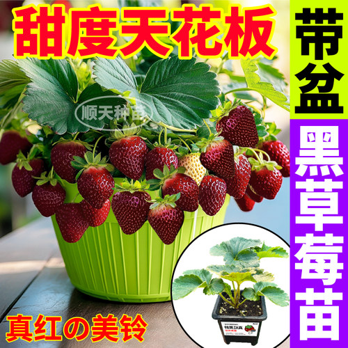 盆栽真红美玲草莓苗秧原盆大苗章姬红颜玄玉越雪妃梦之莹四季阳台