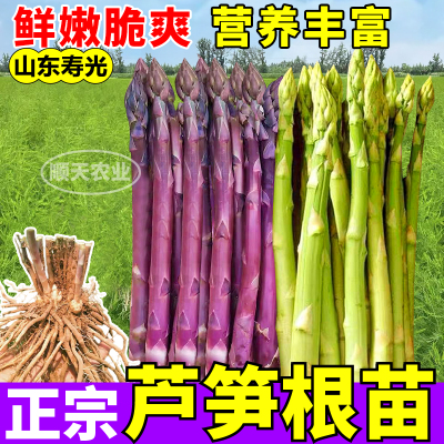正宗芦笋苗绿紫芦笋根带芽现挖四季庭院盆栽可食用蔬菜种植多年生