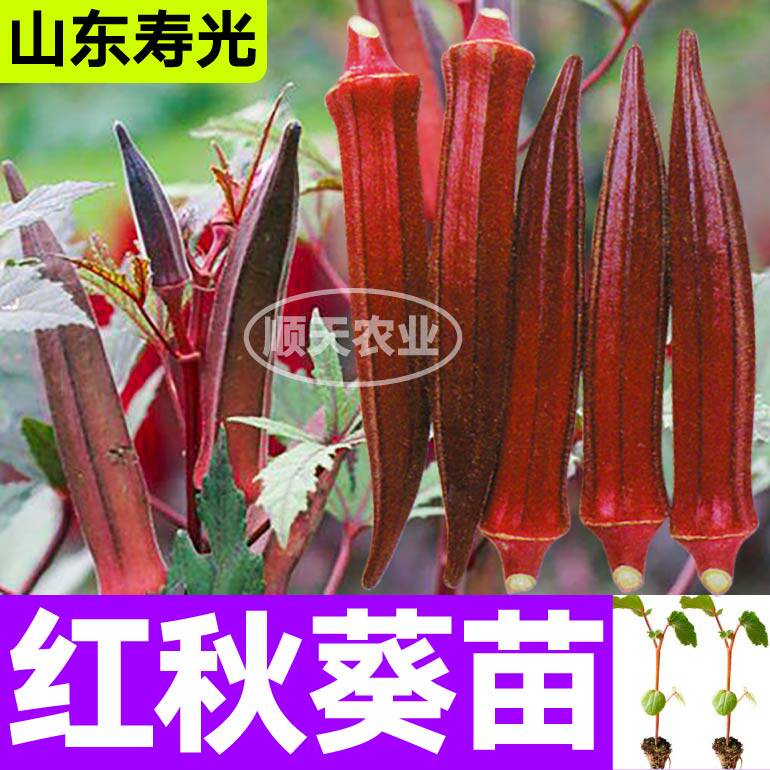 高产耐老红秋葵苗秧带土水果秋葵红绿秋葵种子籽四季春秋盆栽庭院