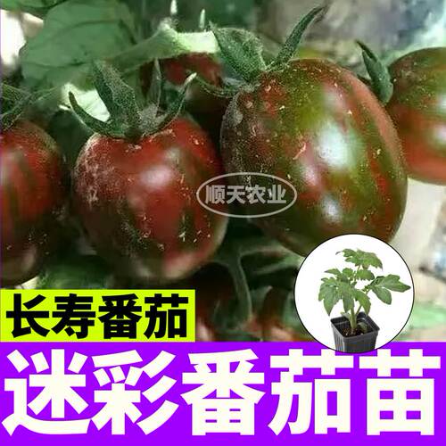超甜迷彩番茄秧苗小樱桃圣女果种子籽春秋阳台盆栽带土球寿光四季