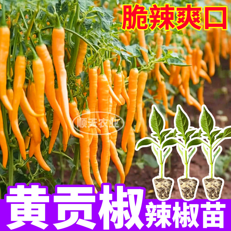 寿光黄贡椒苗秧脆辣爽口四季高产黄绿紫线椒七彩辣椒种子阳台盆栽