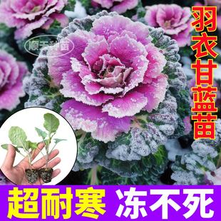 观赏食用粉羽衣甘蓝苗秧超耐寒带土球绿紫羽衣种子四季 盆栽可食用