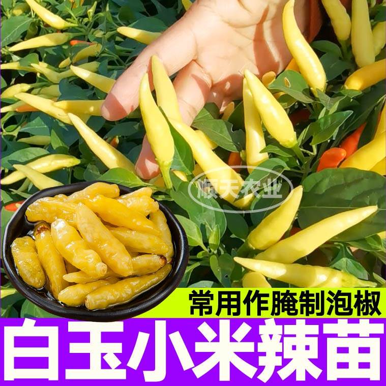 特辣白玉小米辣椒苗秧带土球红白小辣椒野朝天椒种子四季簇生高产
