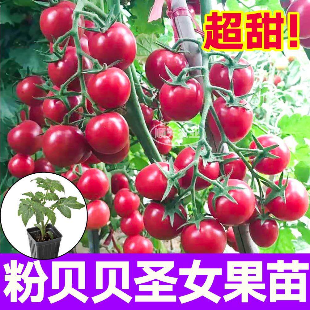 四季超甜粉贝贝番茄苗秧圣女果种子黑珍珠金玲珑小柿子带土蔬菜苗