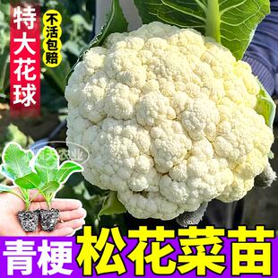 松花菜苗秧苗带土球西兰花紫花菜绿紫甘蓝种子四季盆栽小院蔬菜苗