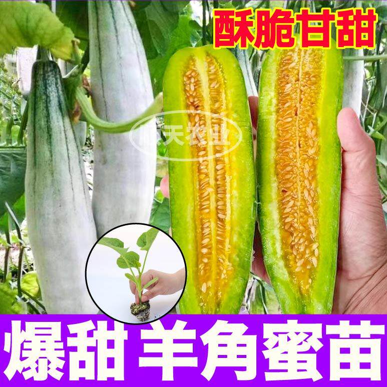 爆甜羊角蜜甜瓜苗秧博洋九绿宝石香瓜种子带土球盆栽庭院春秋四季