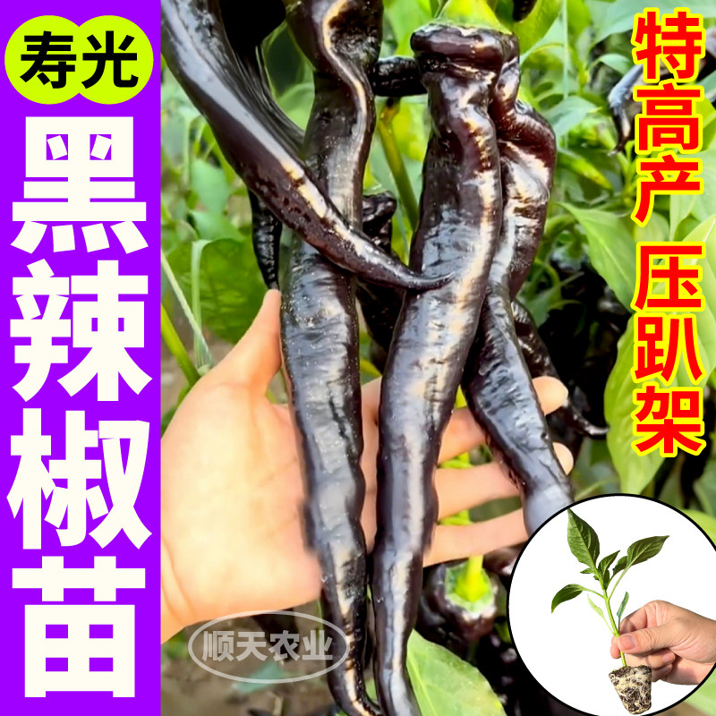 压趴架黑辣椒苗秧寿光香辣紫螺丝椒苗陇椒高产四季阳台盆栽种子