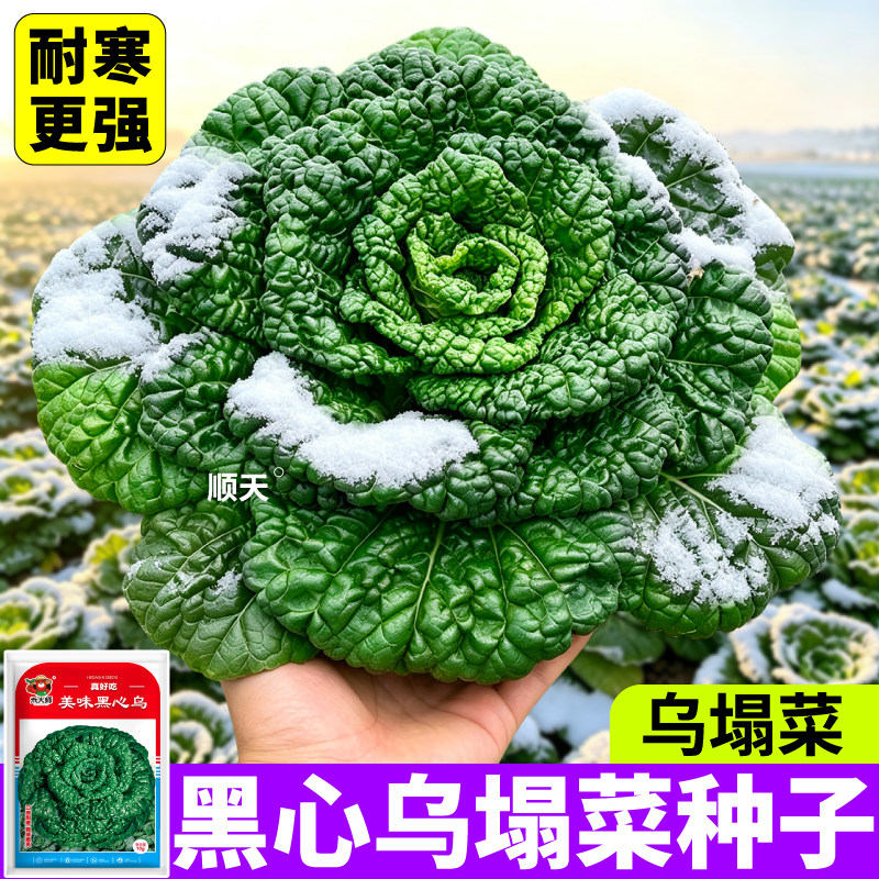 黑心乌塌菜种子口感软糯矮棵黑亮