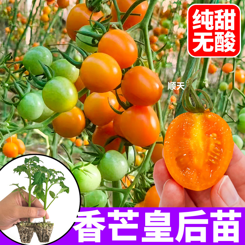 【自带芒果香】香芒皇后番茄苗秧四季青甜2号番茄种子阳台盆栽