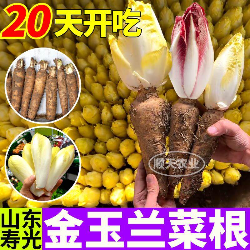 金玉兰根紫玉兰金玉兰菜软化